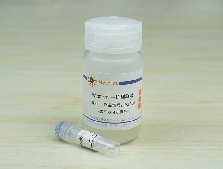 Vimentin Mouse Monoclonal Antibody